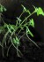 greenshoots_lrg