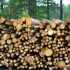forestry2_sq