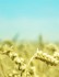 crops2_lrg