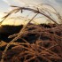 grass_170sq
