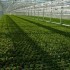 greenhouse5_lrg