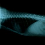 Chest radiograph of a one Year old Bengal Cat