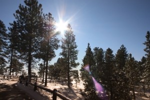snow-forest-landscape-1443425-m