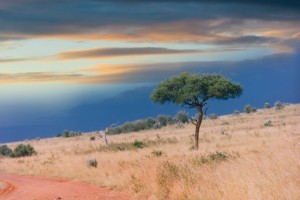 tree-in-masai-mara-1414267-m