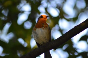 robin-185448_640