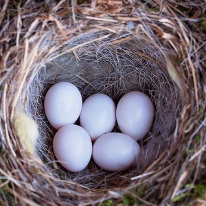 birds-nest-788680_1280