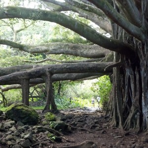 banyan-tree-514590_1280
