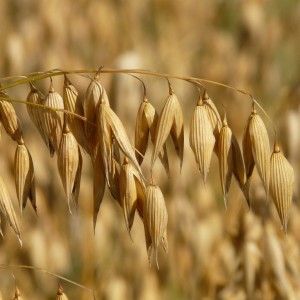 oats-8946_1280