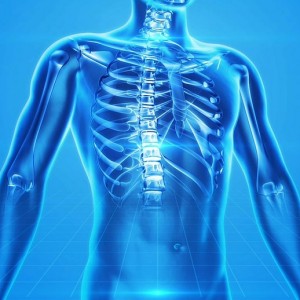 human-skeleton-163715_1280