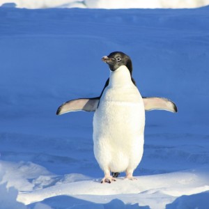 penguin-56101_1920