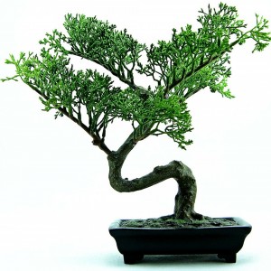 bonsai-316573_1280