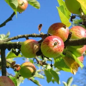 apple-tree-360083_1280