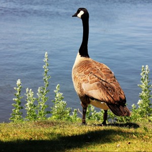 goose-1005393_1920