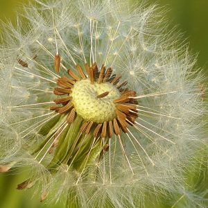 dandelion-797997_1280
