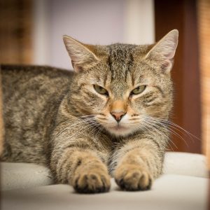 domestic-cat-726989_1920