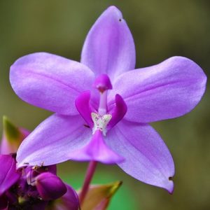 orchid-213171_640