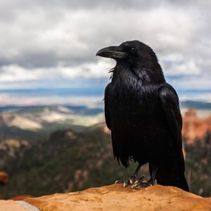 crow-828944_640