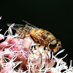 bee-1605036_640