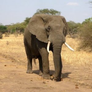 elephant-114543_960_720