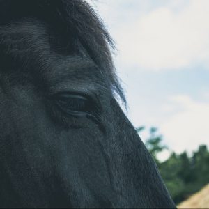 horse-818950_1280