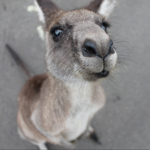 kangaroo-1149807_1920