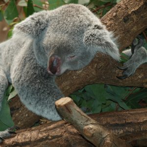 koala-bear-9960_1920