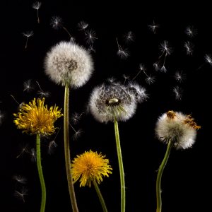 dandelion-761104_1920