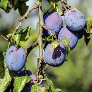 plum-1690494_960_720