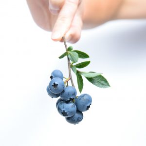 blueberry-539134_1920