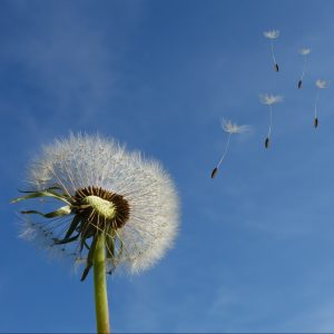 dandelion-463928_1920