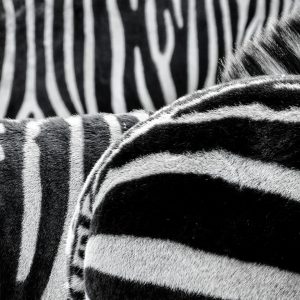 zebra-470358_1920