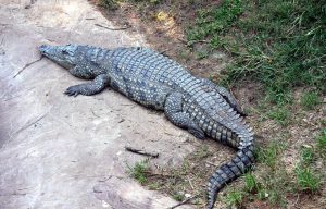 alligator-89002_960_720
