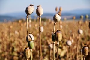 poppyhead-2654518_1920