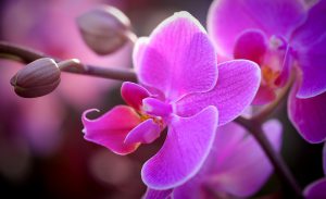orchid