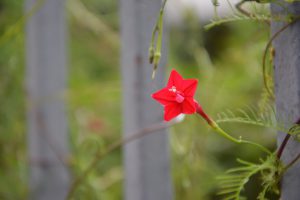 pentagram-2493167_1920