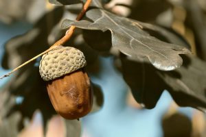 acorn-3865606_1280