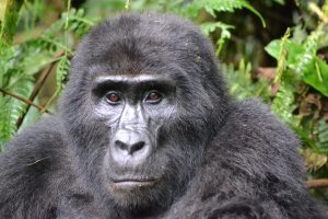 gorilla-3928903_1280