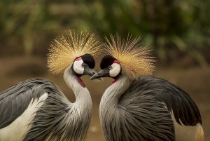 grey-crowned-crane-540657_1280