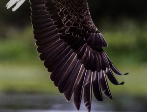 bald-eagle-436022_1280