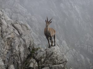 capricorn-2719114_1280