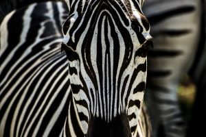 zebra-4344833_1280