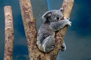 koala-1100469_1280