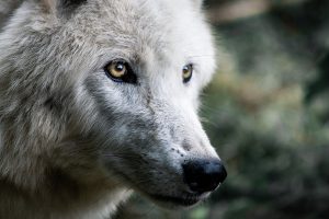 wolf-4483675_1280
