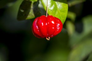 cherry-2502535_1280
