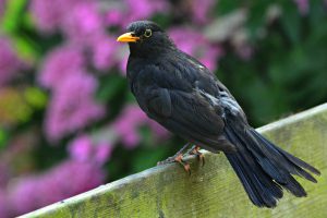 blackbird-4346244_1280
