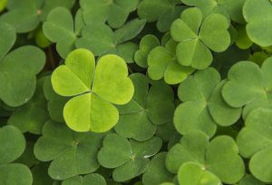 clover-3768689_1280