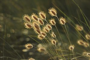 grasses-1939673_1280
