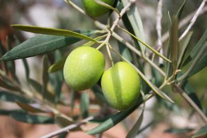 olives-473793_1280