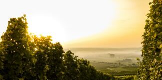 PSP-Southern-Premium-Vineyards-buy-vineyards