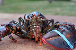 lobster-gc9cfc638b_1280